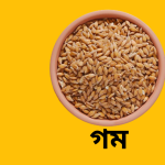 গম